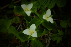 Trillium camschatcense