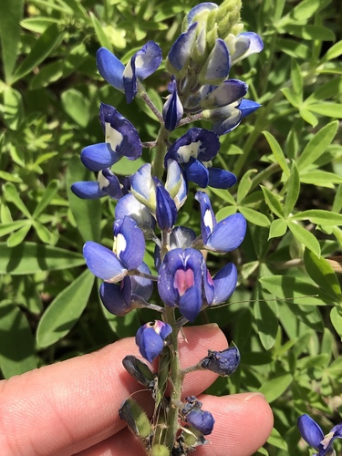 Lupinus texensis