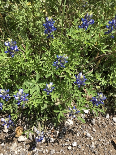 Lupinus texensis