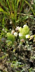Castilleja attenuata