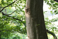 Carpinus tschonoskii