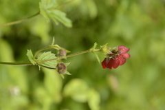 Potentilla atrosanguinea