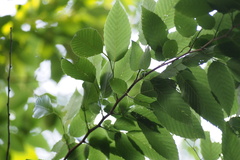 Carpinus tschonoskii