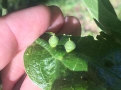 Celticecis celtiphyllia