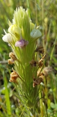 Castilleja attenuata