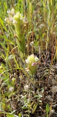 Castilleja attenuata