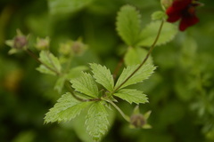 Potentilla atrosanguinea