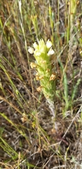 Castilleja attenuata