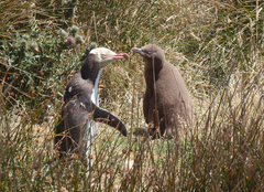 Megadyptes antipodes