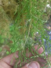 Selaginella oregana