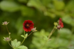 Potentilla atrosanguinea