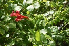 Campsis radicans image