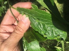 Celticecis celtiphyllia