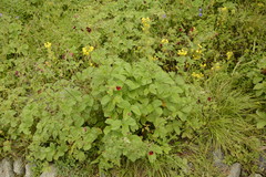 Potentilla atrosanguinea
