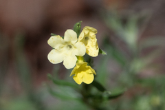 Lithospermum cobrense