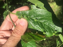 Celticecis celtiphyllia