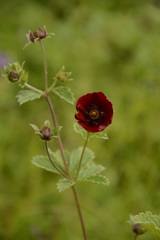 Potentilla atrosanguinea