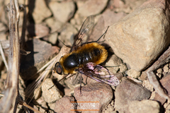 Dicranoclista vandykei