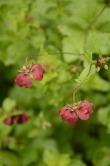 Potentilla atrosanguinea