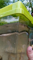 Lampetra planeri