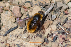 Dicranoclista vandykei