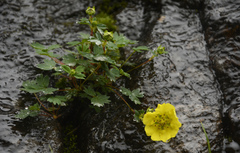 Potentilla eriocarpa