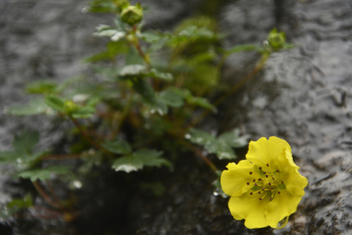 Potentilla eriocarpa, photograph 2