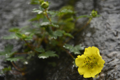 Potentilla eriocarpa