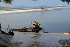 Ctenosaura pectinata