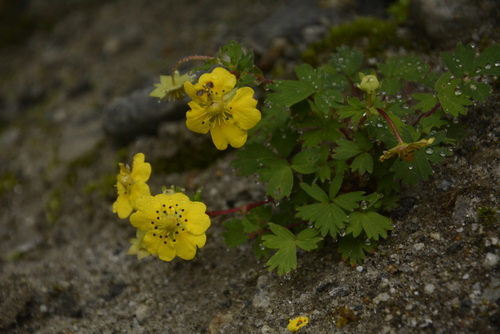 Potentilla eriocarpa, photograph 3