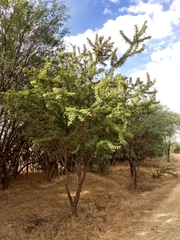 Vachellia schaffneri