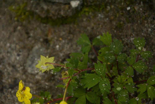 Potentilla eriocarpa, photograph 4