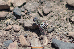 Aphoebantus interruptus