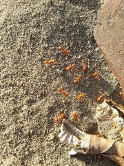 Pogonomyrmex