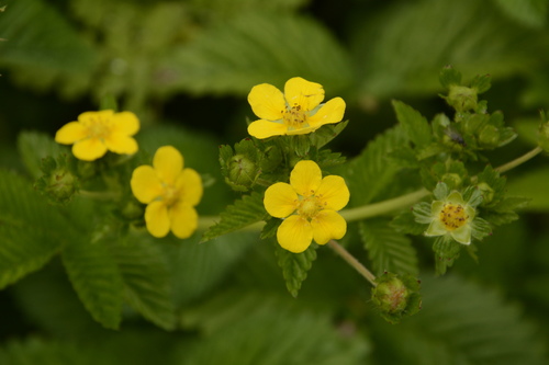 Potentilla polyphylla