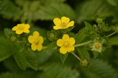 Potentilla polyphylla