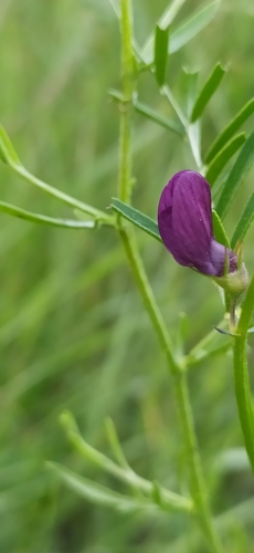 Image of Vicia peregrina by no rights reserved