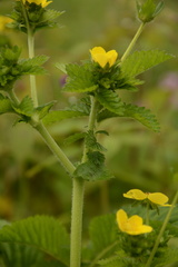 Potentilla polyphylla