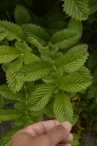 Argentina polyphylla, photograph 2