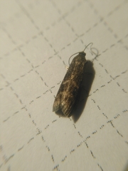 Euzophera bigella