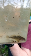 Cottus gobio