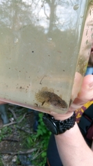 Cottus gobio