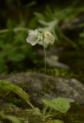 Primula reidii