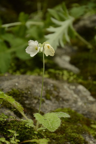 Primula reidii, photograph 1