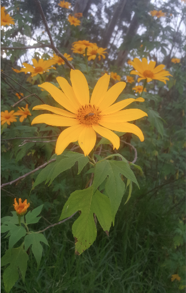 Tithonia diversifolia