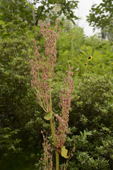 Rheum australe