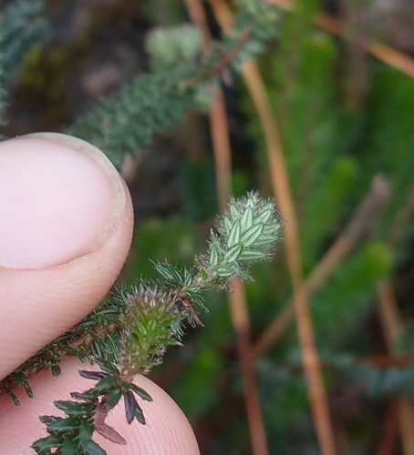 Image of Smugglers Heath (Erica mackayana) by (c) Gijs Romijn, some rights reserved (CC BY)