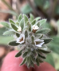Phacelia phacelioides