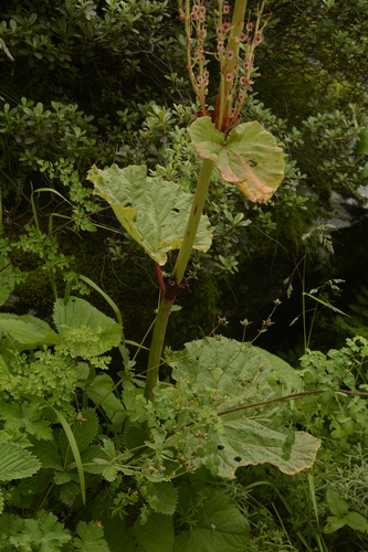 Image of Rheum australe by (c) Siddarth Machado, some rights reserved (CC BY)
