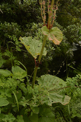 Rheum australe